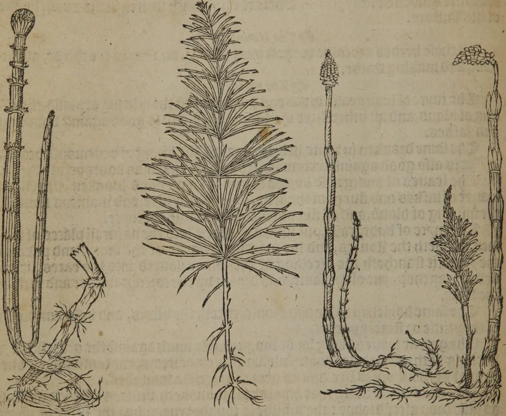 An illustration from A nievve herball, or Historie of plantes : wherein is contayned the whole discourse and perfect description of all sortes of herbes and plantes : their divers & sundry kindes ... and that not onely of those whiche are here growyng in this our countrie of Englande, but of all others also of forrayne realmes commonly used in physicke ; first set foorth in the Doutche or Almaigne tongue, 1578, leaf 127