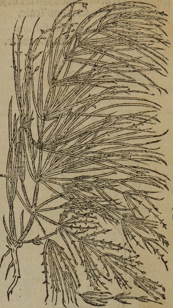 An illustration from A nievve herball, or Historie of plantes : wherein is contayned the whole discourse and perfect description of all sortes of herbes and plantes : their divers & sundry kindes ... and that not onely of those whiche are here growyng in this our countrie of Englande, but of all others also of forrayne realmes commonly used in physicke ; first set foorth in the Doutche or Almaigne tongue, 1578, leaf 128
