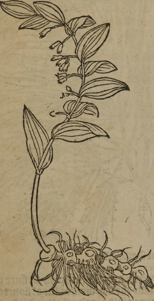 An illustration from A nievve herball, or Historie of plantes : wherein is contayned the whole discourse and perfect description of all sortes of herbes and plantes : their divers & sundry kindes ... and that not onely of those whiche are here growyng in this our countrie of Englande, but of all others also of forrayne realmes commonly used in physicke ; first set foorth in the Doutche or Almaigne tongue, 1578, leaf 129