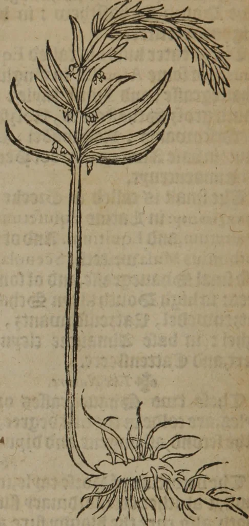 An illustration from A nievve herball, or Historie of plantes : wherein is contayned the whole discourse and perfect description of all sortes of herbes and plantes : their divers & sundry kindes ... and that not onely of those whiche are here growyng in this our countrie of Englande, but of all others also of forrayne realmes commonly used in physicke ; first set foorth in the Doutche or Almaigne tongue, 1578, leaf 129