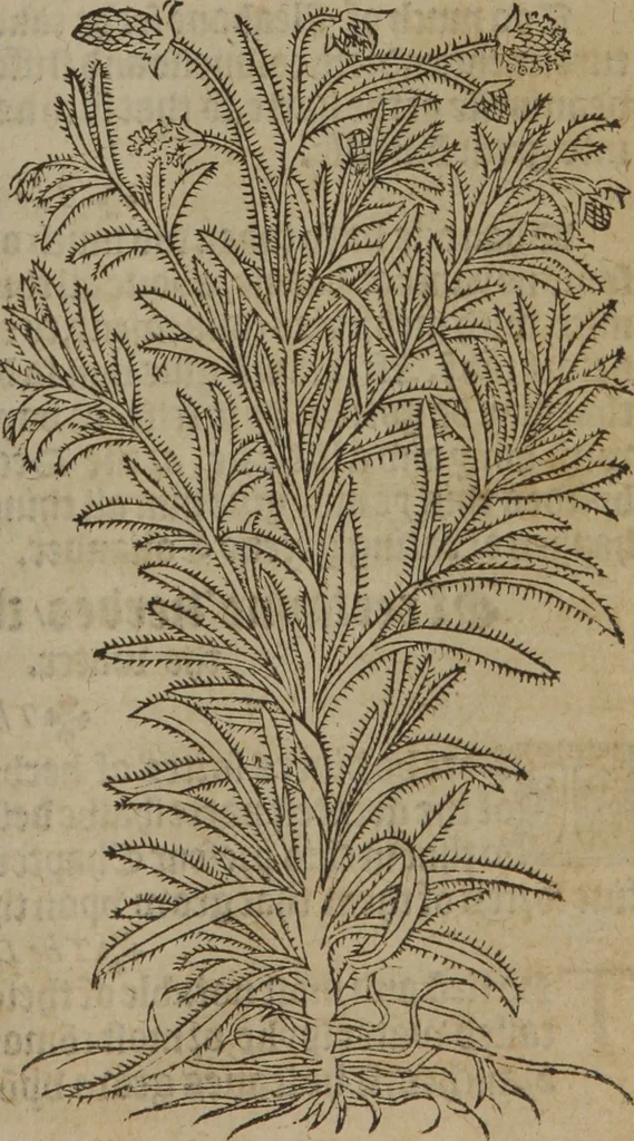 An illustration from A nievve herball, or Historie of plantes : wherein is contayned the whole discourse and perfect description of all sortes of herbes and plantes : their divers & sundry kindes ... and that not onely of those whiche are here growyng in this our countrie of Englande, but of all others also of forrayne realmes commonly used in physicke ; first set foorth in the Doutche or Almaigne tongue, 1578, leaf 130