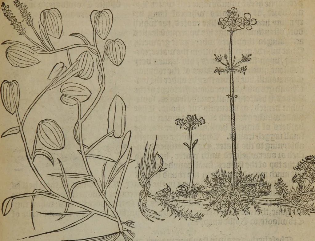 An illustration from A nievve herball, or Historie of plantes : wherein is contayned the whole discourse and perfect description of all sortes of herbes and plantes : their divers & sundry kindes ... and that not onely of those whiche are here growyng in this our countrie of Englande, but of all others also of forrayne realmes commonly used in physicke ; first set foorth in the Doutche or Almaigne tongue, 1578, leaf 132