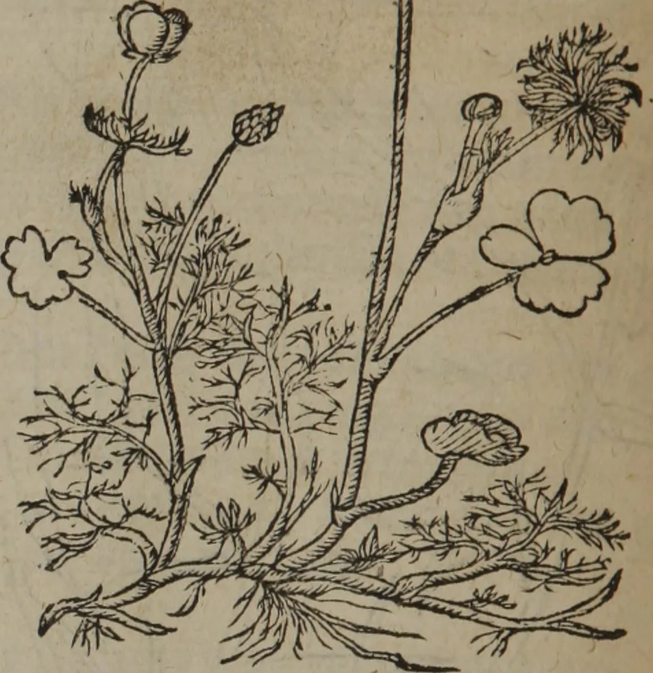 An illustration from A nievve herball, or Historie of plantes : wherein is contayned the whole discourse and perfect description of all sortes of herbes and plantes : their divers & sundry kindes ... and that not onely of those whiche are here growyng in this our countrie of Englande, but of all others also of forrayne realmes commonly used in physicke ; first set foorth in the Doutche or Almaigne tongue, 1578, leaf 133