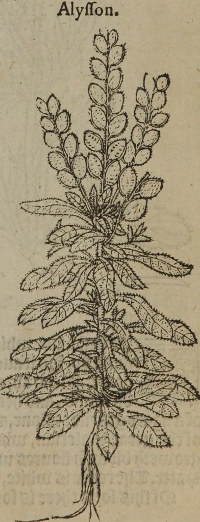 An illustration from A nievve herball, or Historie of plantes : wherein is contayned the whole discourse and perfect description of all sortes of herbes and plantes : their divers & sundry kindes ... and that not onely of those whiche are here growyng in this our countrie of Englande, but of all others also of forrayne realmes commonly used in physicke ; first set foorth in the Doutche or Almaigne tongue, 1578, leaf 134