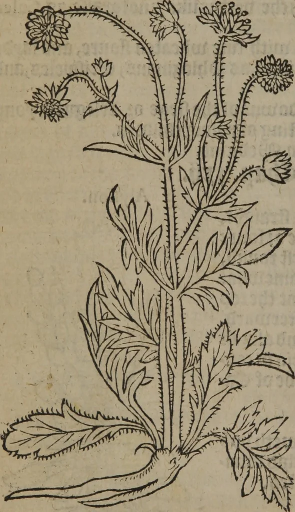 An illustration from A nievve herball, or Historie of plantes : wherein is contayned the whole discourse and perfect description of all sortes of herbes and plantes : their divers & sundry kindes ... and that not onely of those whiche are here growyng in this our countrie of Englande, but of all others also of forrayne realmes commonly used in physicke ; first set foorth in the Doutche or Almaigne tongue, 1578, leaf 135