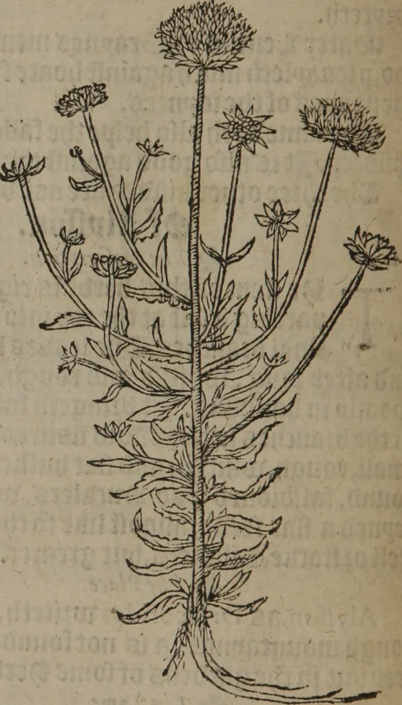 An illustration from A nievve herball, or Historie of plantes : wherein is contayned the whole discourse and perfect description of all sortes of herbes and plantes : their divers & sundry kindes ... and that not onely of those whiche are here growyng in this our countrie of Englande, but of all others also of forrayne realmes commonly used in physicke ; first set foorth in the Doutche or Almaigne tongue, 1578, leaf 135