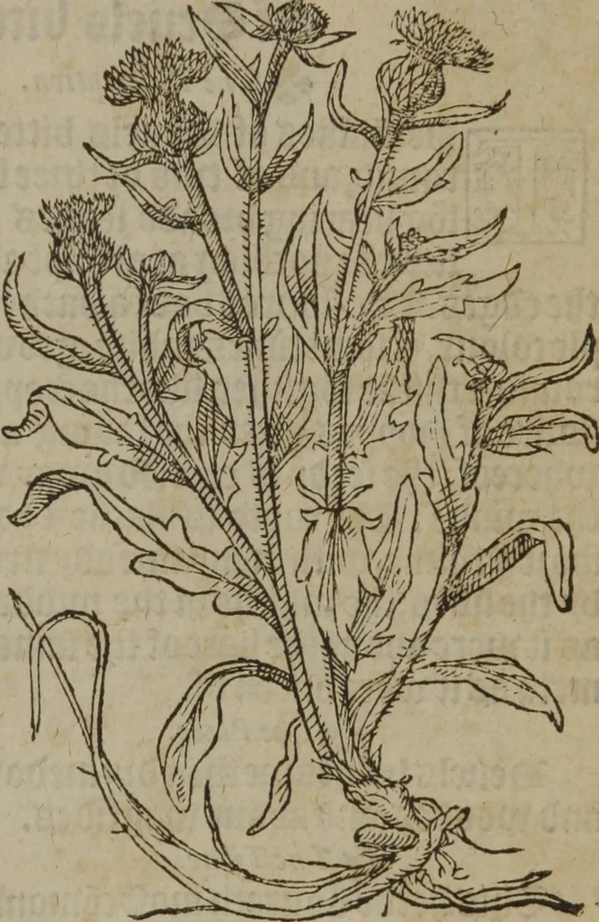 An illustration from A nievve herball, or Historie of plantes : wherein is contayned the whole discourse and perfect description of all sortes of herbes and plantes : their divers & sundry kindes ... and that not onely of those whiche are here growyng in this our countrie of Englande, but of all others also of forrayne realmes commonly used in physicke ; first set foorth in the Doutche or Almaigne tongue, 1578, leaf 136
