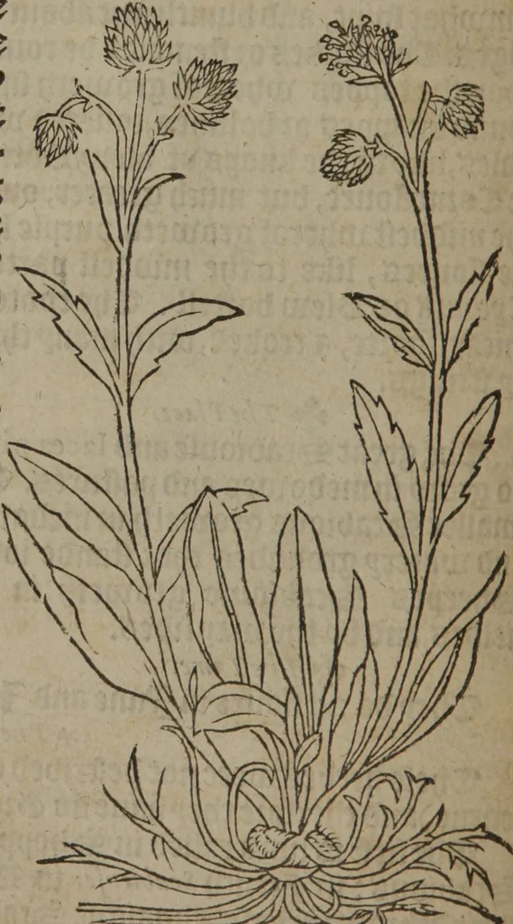 An illustration from A nievve herball, or Historie of plantes : wherein is contayned the whole discourse and perfect description of all sortes of herbes and plantes : their divers & sundry kindes ... and that not onely of those whiche are here growyng in this our countrie of Englande, but of all others also of forrayne realmes commonly used in physicke ; first set foorth in the Doutche or Almaigne tongue, 1578, leaf 137