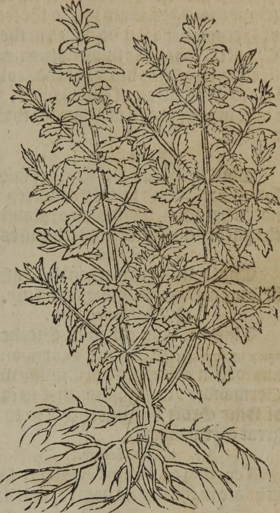 An illustration from A nievve herball, or Historie of plantes : wherein is contayned the whole discourse and perfect description of all sortes of herbes and plantes : their divers & sundry kindes ... and that not onely of those whiche are here growyng in this our countrie of Englande, but of all others also of forrayne realmes commonly used in physicke ; first set foorth in the Doutche or Almaigne tongue, 1578, leaf 138