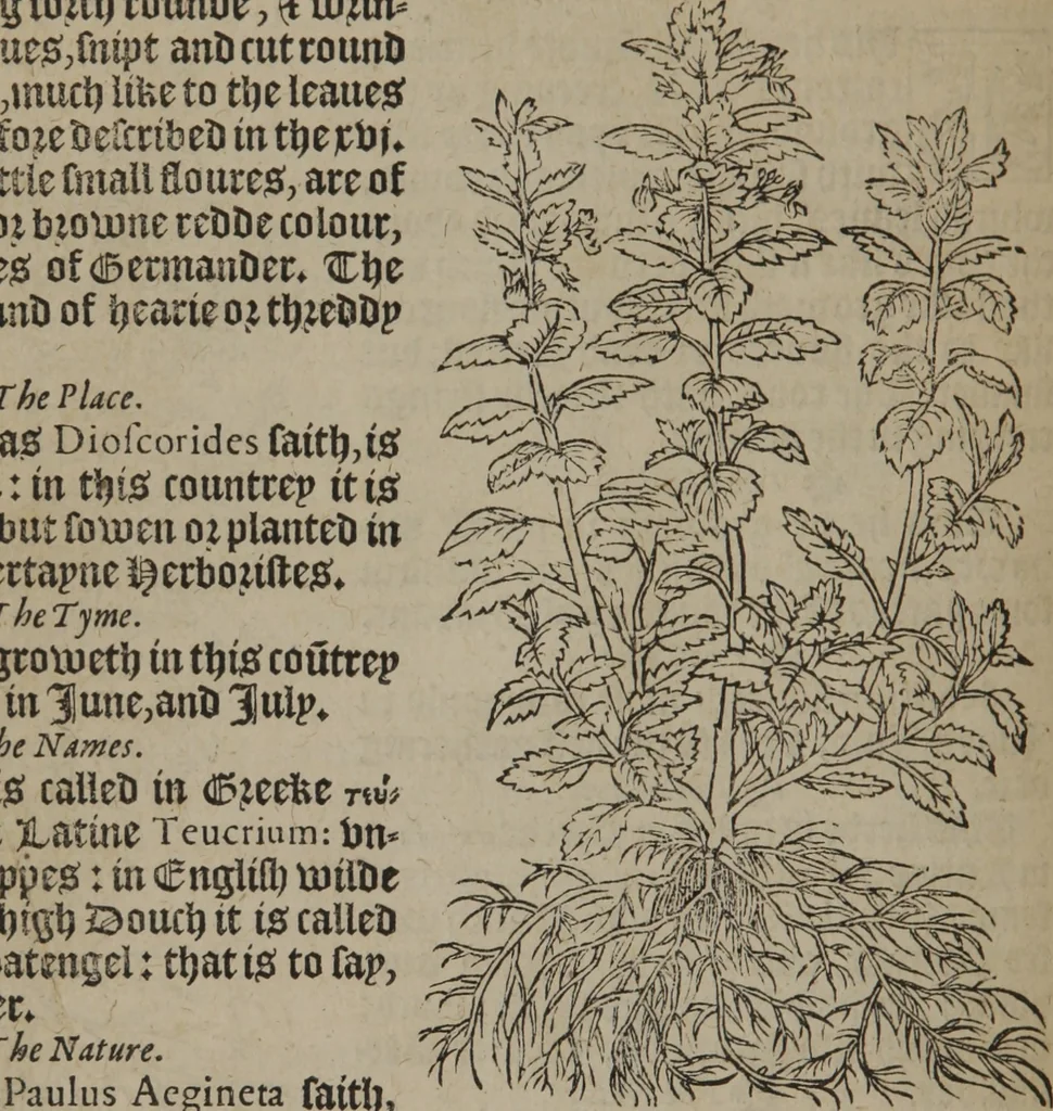 An illustration from A nievve herball, or Historie of plantes : wherein is contayned the whole discourse and perfect description of all sortes of herbes and plantes : their divers & sundry kindes ... and that not onely of those whiche are here growyng in this our countrie of Englande, but of all others also of forrayne realmes commonly used in physicke ; first set foorth in the Doutche or Almaigne tongue, 1578, leaf 139