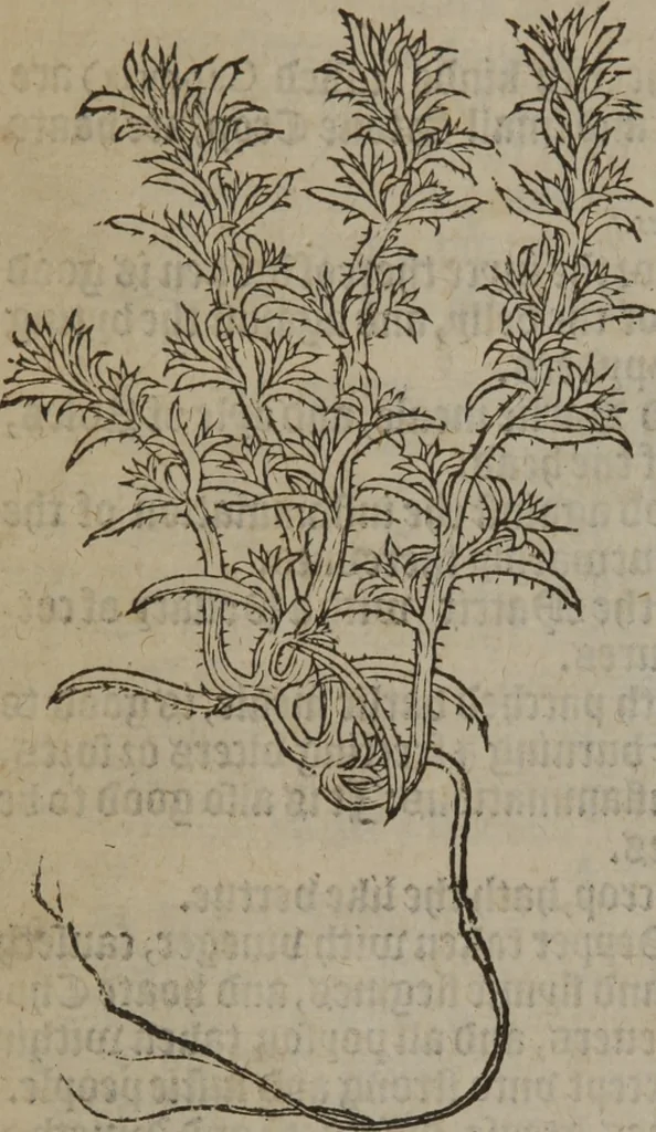 An illustration from A nievve herball, or Historie of plantes : wherein is contayned the whole discourse and perfect description of all sortes of herbes and plantes : their divers & sundry kindes ... and that not onely of those whiche are here growyng in this our countrie of Englande, but of all others also of forrayne realmes commonly used in physicke ; first set foorth in the Doutche or Almaigne tongue, 1578, leaf 143