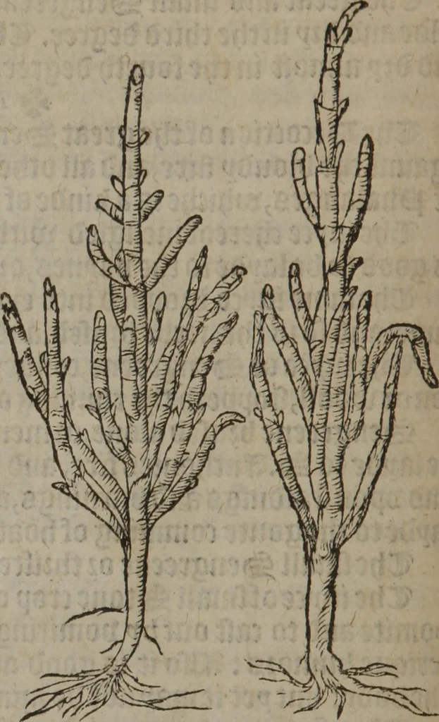 An illustration from A nievve herball, or Historie of plantes : wherein is contayned the whole discourse and perfect description of all sortes of herbes and plantes : their divers & sundry kindes ... and that not onely of those whiche are here growyng in this our countrie of Englande, but of all others also of forrayne realmes commonly used in physicke ; first set foorth in the Doutche or Almaigne tongue, 1578, leaf 143