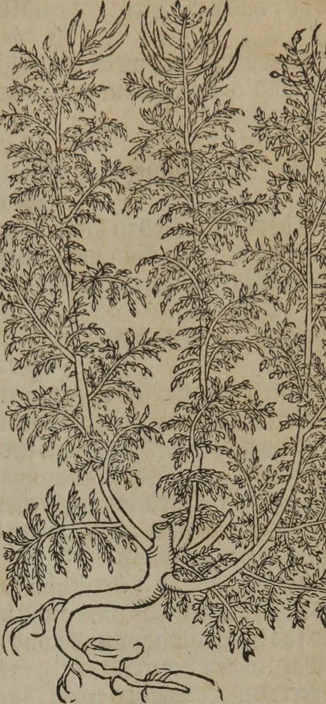 An illustration from A nievve herball, or Historie of plantes : wherein is contayned the whole discourse and perfect description of all sortes of herbes and plantes : their divers & sundry kindes ... and that not onely of those whiche are here growyng in this our countrie of Englande, but of all others also of forrayne realmes commonly used in physicke ; first set foorth in the Doutche or Almaigne tongue, 1578, leaf 144