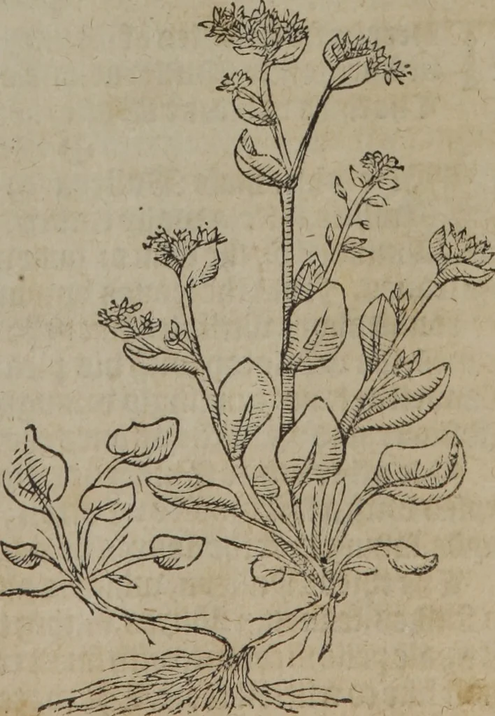 An illustration from A nievve herball, or Historie of plantes : wherein is contayned the whole discourse and perfect description of all sortes of herbes and plantes : their divers & sundry kindes ... and that not onely of those whiche are here growyng in this our countrie of Englande, but of all others also of forrayne realmes commonly used in physicke ; first set foorth in the Doutche or Almaigne tongue, 1578, leaf 144