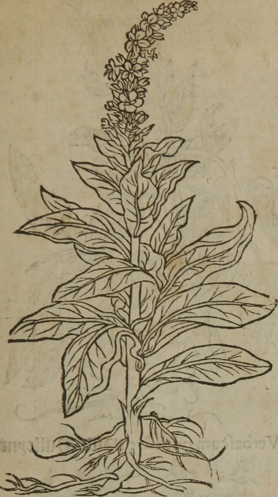An illustration from A nievve herball, or Historie of plantes : wherein is contayned the whole discourse and perfect description of all sortes of herbes and plantes : their divers & sundry kindes ... and that not onely of those whiche are here growyng in this our countrie of Englande, but of all others also of forrayne realmes commonly used in physicke ; first set foorth in the Doutche or Almaigne tongue, 1578, leaf 146