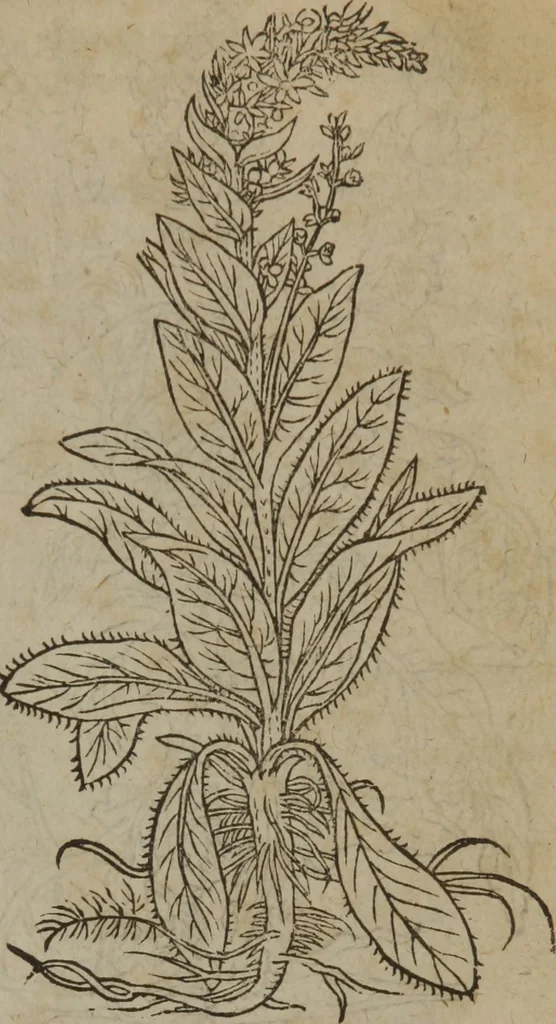 An illustration from A nievve herball, or Historie of plantes : wherein is contayned the whole discourse and perfect description of all sortes of herbes and plantes : their divers & sundry kindes ... and that not onely of those whiche are here growyng in this our countrie of Englande, but of all others also of forrayne realmes commonly used in physicke ; first set foorth in the Doutche or Almaigne tongue, 1578, leaf 146