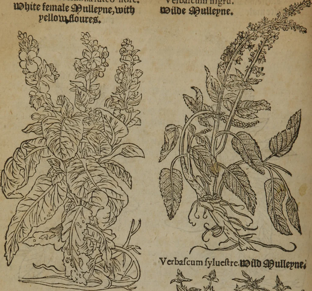 An illustration from A nievve herball, or Historie of plantes : wherein is contayned the whole discourse and perfect description of all sortes of herbes and plantes : their divers & sundry kindes ... and that not onely of those whiche are here growyng in this our countrie of Englande, but of all others also of forrayne realmes commonly used in physicke ; first set foorth in the Doutche or Almaigne tongue, 1578, leaf 147