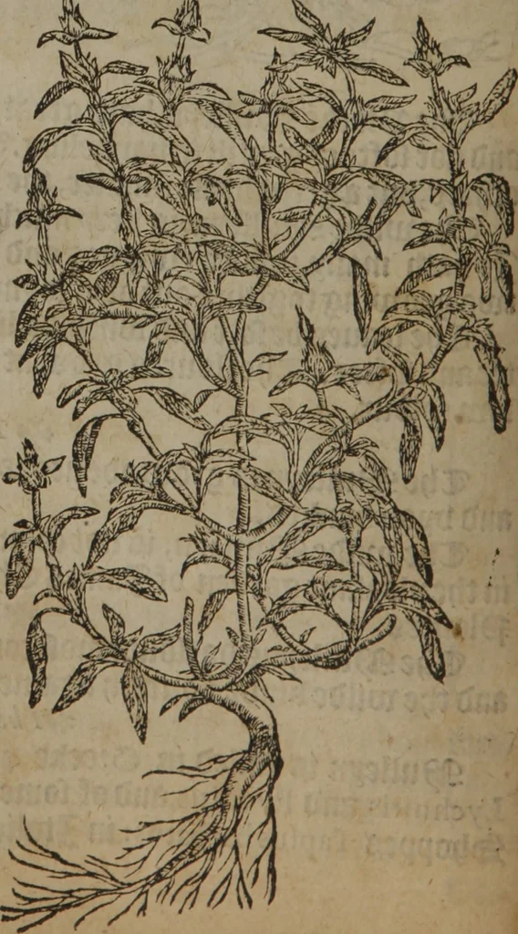 An illustration from A nievve herball, or Historie of plantes : wherein is contayned the whole discourse and perfect description of all sortes of herbes and plantes : their divers & sundry kindes ... and that not onely of those whiche are here growyng in this our countrie of Englande, but of all others also of forrayne realmes commonly used in physicke ; first set foorth in the Doutche or Almaigne tongue, 1578, leaf 147