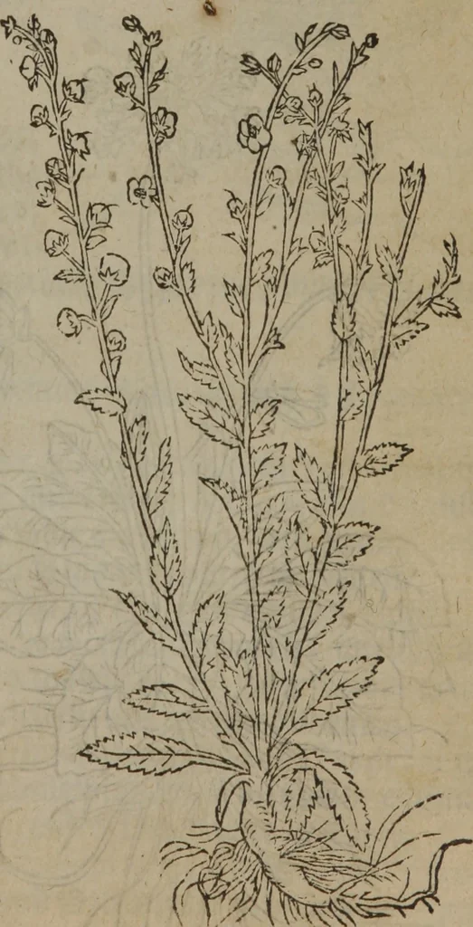 An illustration from A nievve herball, or Historie of plantes : wherein is contayned the whole discourse and perfect description of all sortes of herbes and plantes : their divers & sundry kindes ... and that not onely of those whiche are here growyng in this our countrie of Englande, but of all others also of forrayne realmes commonly used in physicke ; first set foorth in the Doutche or Almaigne tongue, 1578, leaf 148