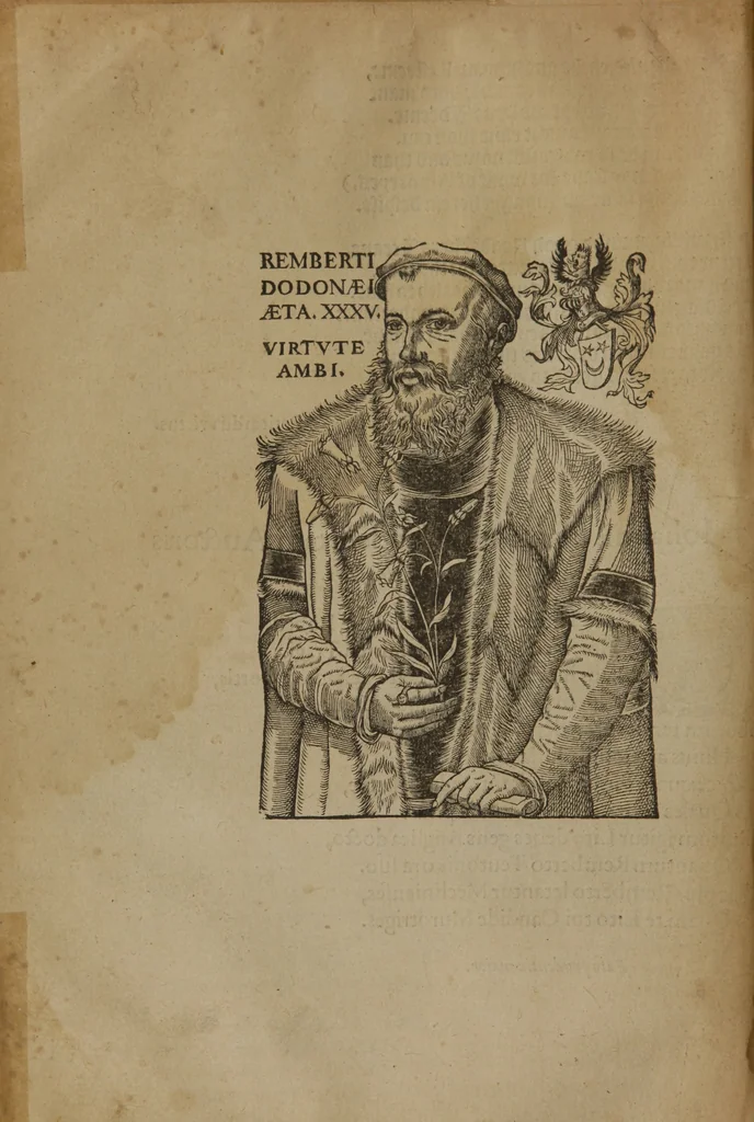 An illustration from A nievve herball, or Historie of plantes : wherein is contayned the whole discourse and perfect description of all sortes of herbes and plantes : their divers & sundry kindes ... and that not onely of those whiche are here growyng in this our countrie of Englande, but of all others also of forrayne realmes commonly used in physicke ; first set foorth in the Doutche or Almaigne tongue, 1578, leaf 15