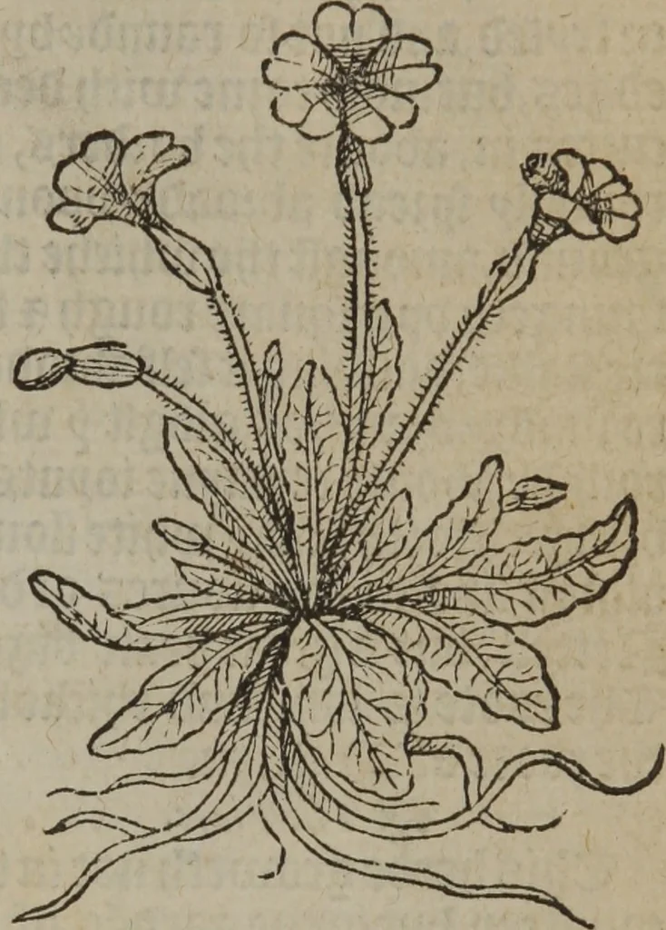 An illustration from A nievve herball, or Historie of plantes : wherein is contayned the whole discourse and perfect description of all sortes of herbes and plantes : their divers & sundry kindes ... and that not onely of those whiche are here growyng in this our countrie of Englande, but of all others also of forrayne realmes commonly used in physicke ; first set foorth in the Doutche or Almaigne tongue, 1578, leaf 150