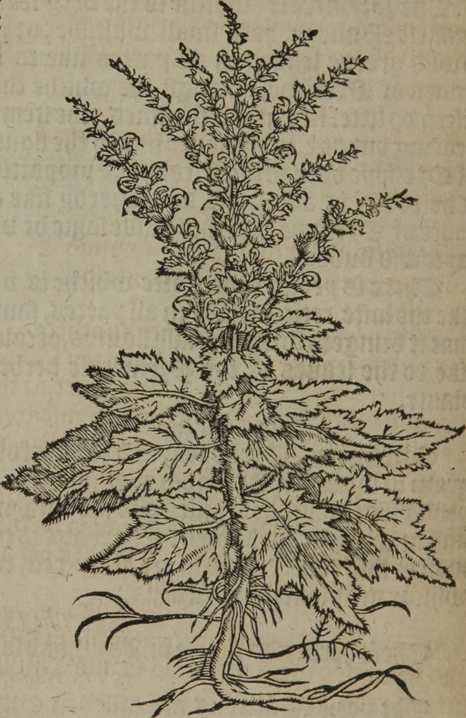An illustration from A nievve herball, or Historie of plantes : wherein is contayned the whole discourse and perfect description of all sortes of herbes and plantes : their divers & sundry kindes ... and that not onely of those whiche are here growyng in this our countrie of Englande, but of all others also of forrayne realmes commonly used in physicke ; first set foorth in the Doutche or Almaigne tongue, 1578, leaf 151