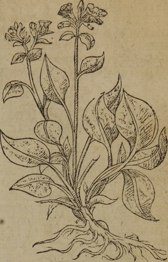 An illustration from A nievve herball, or Historie of plantes : wherein is contayned the whole discourse and perfect description of all sortes of herbes and plantes : their divers & sundry kindes ... and that not onely of those whiche are here growyng in this our countrie of Englande, but of all others also of forrayne realmes commonly used in physicke ; first set foorth in the Doutche or Almaigne tongue, 1578, leaf 152