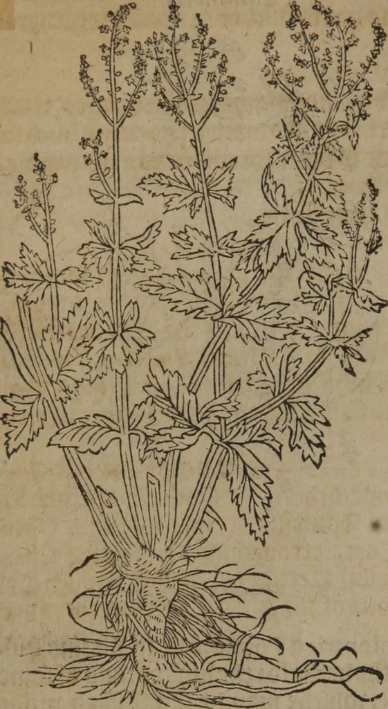 An illustration from A nievve herball, or Historie of plantes : wherein is contayned the whole discourse and perfect description of all sortes of herbes and plantes : their divers & sundry kindes ... and that not onely of those whiche are here growyng in this our countrie of Englande, but of all others also of forrayne realmes commonly used in physicke ; first set foorth in the Doutche or Almaigne tongue, 1578, leaf 153