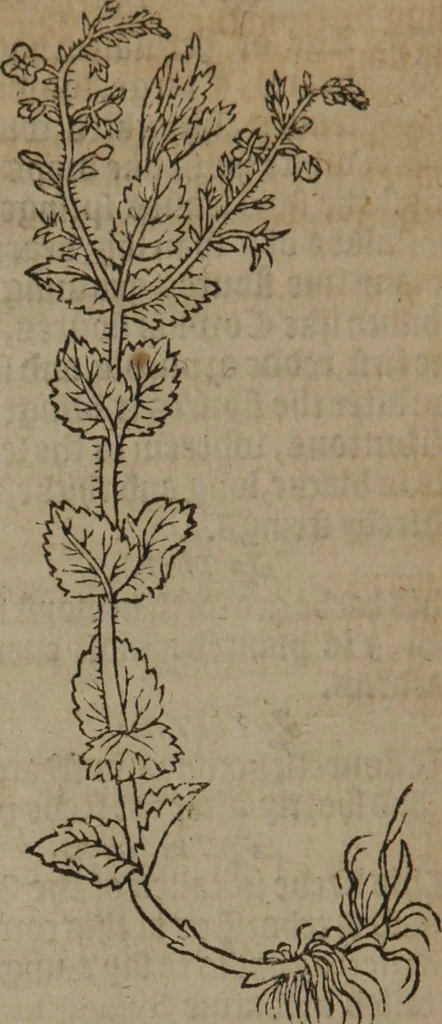 An illustration from A nievve herball, or Historie of plantes : wherein is contayned the whole discourse and perfect description of all sortes of herbes and plantes : their divers & sundry kindes ... and that not onely of those whiche are here growyng in this our countrie of Englande, but of all others also of forrayne realmes commonly used in physicke ; first set foorth in the Doutche or Almaigne tongue, 1578, leaf 153