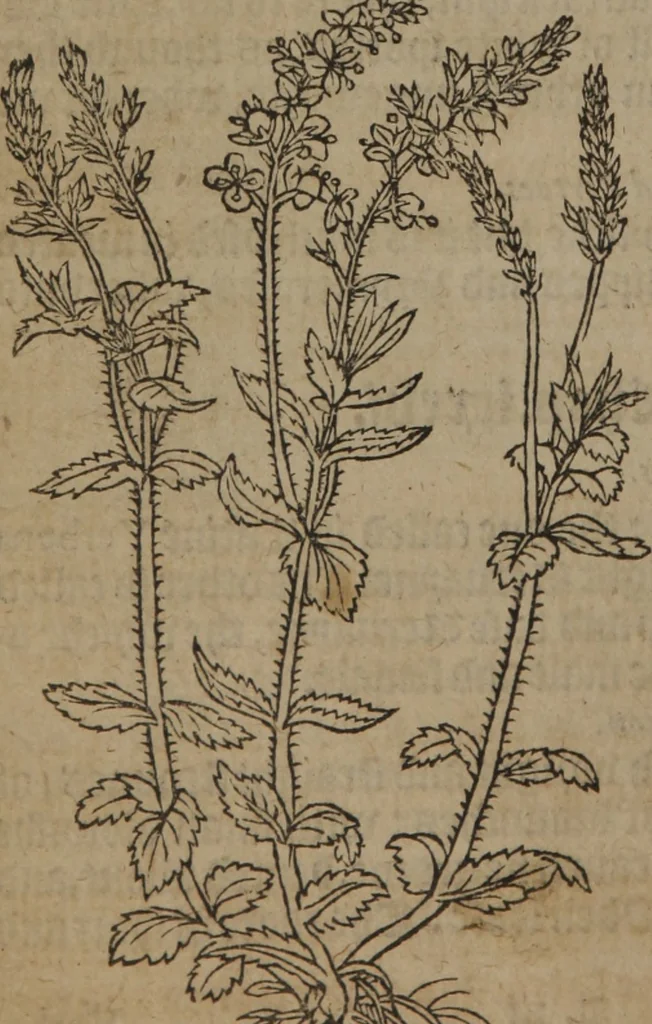 An illustration from A nievve herball, or Historie of plantes : wherein is contayned the whole discourse and perfect description of all sortes of herbes and plantes : their divers & sundry kindes ... and that not onely of those whiche are here growyng in this our countrie of Englande, but of all others also of forrayne realmes commonly used in physicke ; first set foorth in the Doutche or Almaigne tongue, 1578, leaf 153
