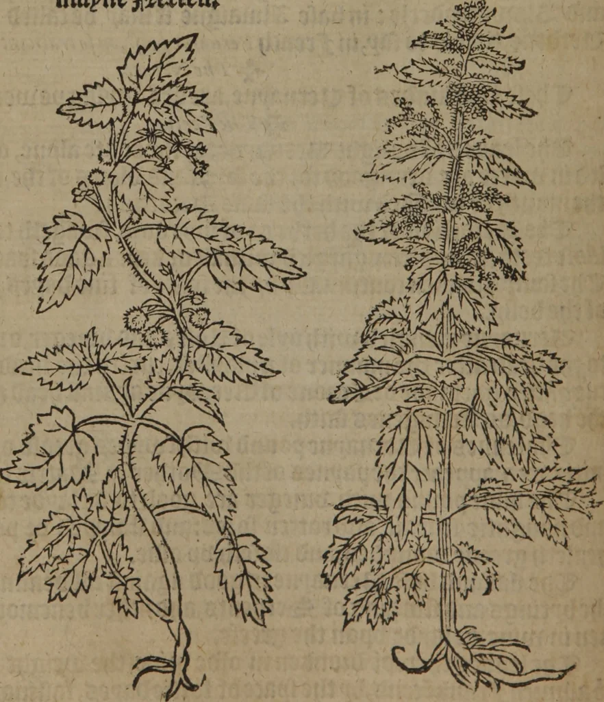 An illustration from A nievve herball, or Historie of plantes : wherein is contayned the whole discourse and perfect description of all sortes of herbes and plantes : their divers & sundry kindes ... and that not onely of those whiche are here growyng in this our countrie of Englande, but of all others also of forrayne realmes commonly used in physicke ; first set foorth in the Doutche or Almaigne tongue, 1578, leaf 155
