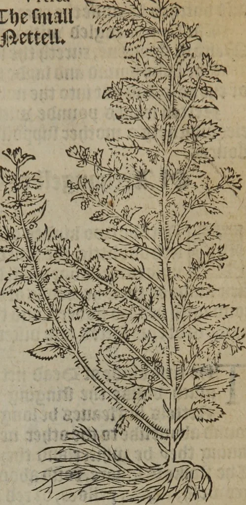 An illustration from A nievve herball, or Historie of plantes : wherein is contayned the whole discourse and perfect description of all sortes of herbes and plantes : their divers & sundry kindes ... and that not onely of those whiche are here growyng in this our countrie of Englande, but of all others also of forrayne realmes commonly used in physicke ; first set foorth in the Doutche or Almaigne tongue, 1578, leaf 156