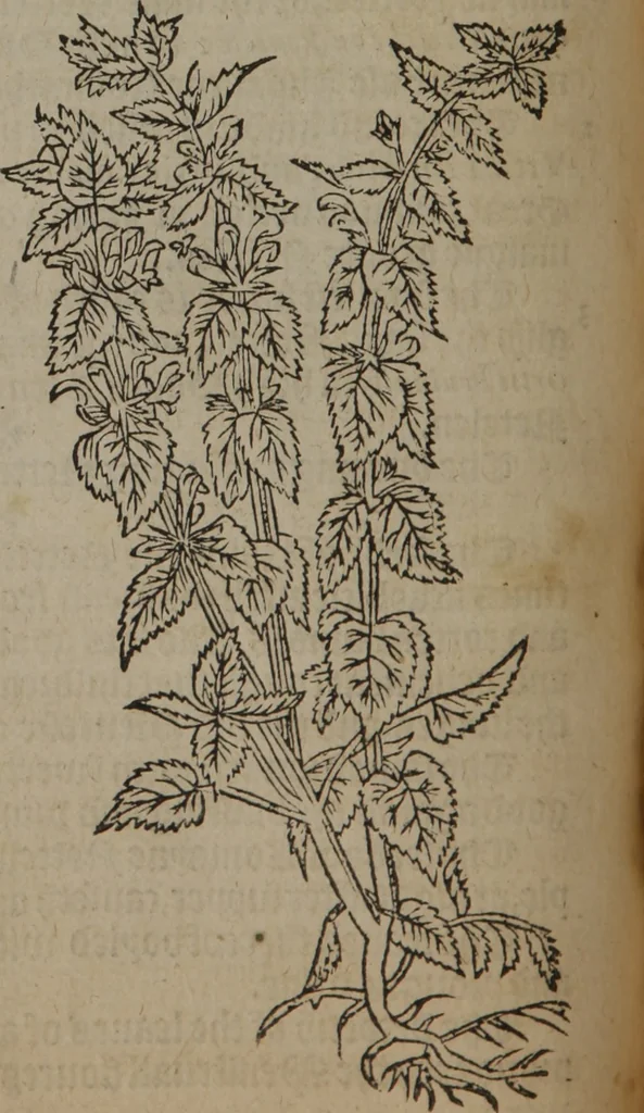 An illustration from A nievve herball, or Historie of plantes : wherein is contayned the whole discourse and perfect description of all sortes of herbes and plantes : their divers & sundry kindes ... and that not onely of those whiche are here growyng in this our countrie of Englande, but of all others also of forrayne realmes commonly used in physicke ; first set foorth in the Doutche or Almaigne tongue, 1578, leaf 157