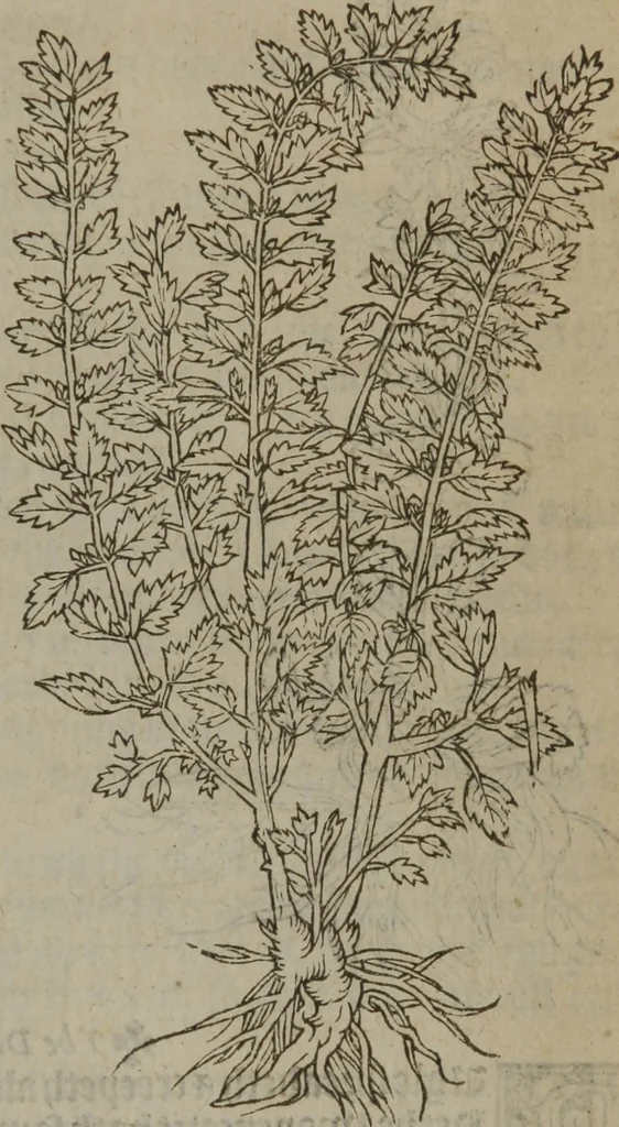 An illustration from A nievve herball, or Historie of plantes : wherein is contayned the whole discourse and perfect description of all sortes of herbes and plantes : their divers & sundry kindes ... and that not onely of those whiche are here growyng in this our countrie of Englande, but of all others also of forrayne realmes commonly used in physicke ; first set foorth in the Doutche or Almaigne tongue, 1578, leaf 158