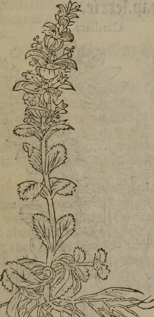 An illustration from A nievve herball, or Historie of plantes : wherein is contayned the whole discourse and perfect description of all sortes of herbes and plantes : their divers & sundry kindes ... and that not onely of those whiche are here growyng in this our countrie of Englande, but of all others also of forrayne realmes commonly used in physicke ; first set foorth in the Doutche or Almaigne tongue, 1578, leaf 159