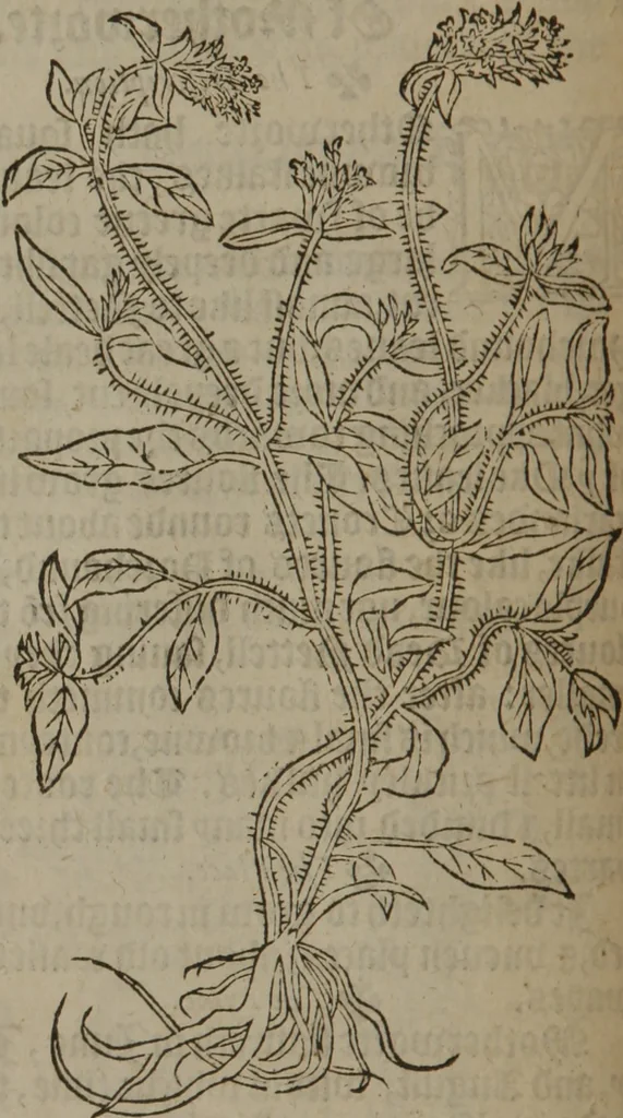 An illustration from A nievve herball, or Historie of plantes : wherein is contayned the whole discourse and perfect description of all sortes of herbes and plantes : their divers & sundry kindes ... and that not onely of those whiche are here growyng in this our countrie of Englande, but of all others also of forrayne realmes commonly used in physicke ; first set foorth in the Doutche or Almaigne tongue, 1578, leaf 159