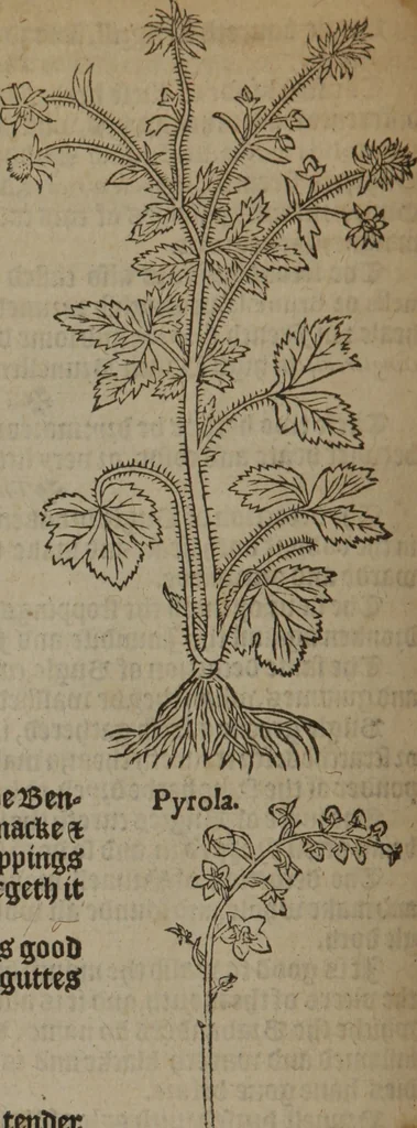 An illustration from A nievve herball, or Historie of plantes : wherein is contayned the whole discourse and perfect description of all sortes of herbes and plantes : their divers & sundry kindes ... and that not onely of those whiche are here growyng in this our countrie of Englande, but of all others also of forrayne realmes commonly used in physicke ; first set foorth in the Doutche or Almaigne tongue, 1578, leaf 161