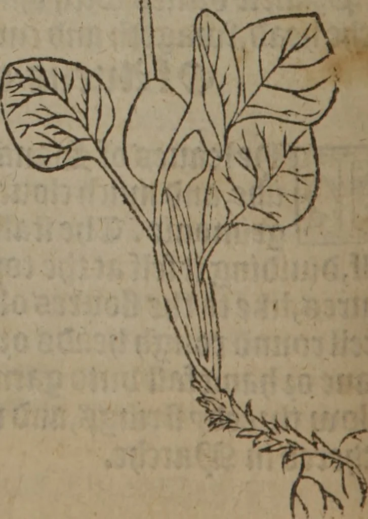 An illustration from A nievve herball, or Historie of plantes : wherein is contayned the whole discourse and perfect description of all sortes of herbes and plantes : their divers & sundry kindes ... and that not onely of those whiche are here growyng in this our countrie of Englande, but of all others also of forrayne realmes commonly used in physicke ; first set foorth in the Doutche or Almaigne tongue, 1578, leaf 161
