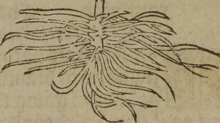 An illustration from A nievve herball, or Historie of plantes : wherein is contayned the whole discourse and perfect description of all sortes of herbes and plantes : their divers & sundry kindes ... and that not onely of those whiche are here growyng in this our countrie of Englande, but of all others also of forrayne realmes commonly used in physicke ; first set foorth in the Doutche or Almaigne tongue, 1578, leaf 162