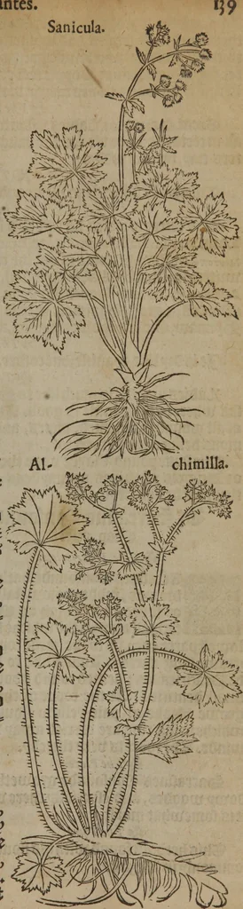 An illustration from A nievve herball, or Historie of plantes : wherein is contayned the whole discourse and perfect description of all sortes of herbes and plantes : their divers & sundry kindes ... and that not onely of those whiche are here growyng in this our countrie of Englande, but of all others also of forrayne realmes commonly used in physicke ; first set foorth in the Doutche or Almaigne tongue, 1578, leaf 166