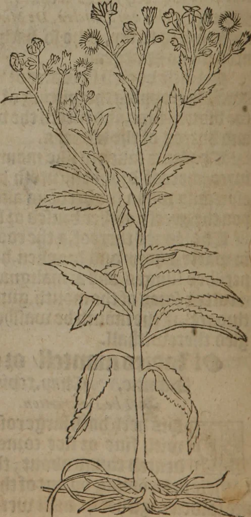 An illustration from A nievve herball, or Historie of plantes : wherein is contayned the whole discourse and perfect description of all sortes of herbes and plantes : their divers & sundry kindes ... and that not onely of those whiche are here growyng in this our countrie of Englande, but of all others also of forrayne realmes commonly used in physicke ; first set foorth in the Doutche or Almaigne tongue, 1578, leaf 167