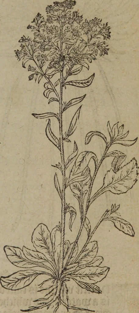 An illustration from A nievve herball, or Historie of plantes : wherein is contayned the whole discourse and perfect description of all sortes of herbes and plantes : their divers & sundry kindes ... and that not onely of those whiche are here growyng in this our countrie of Englande, but of all others also of forrayne realmes commonly used in physicke ; first set foorth in the Doutche or Almaigne tongue, 1578, leaf 168