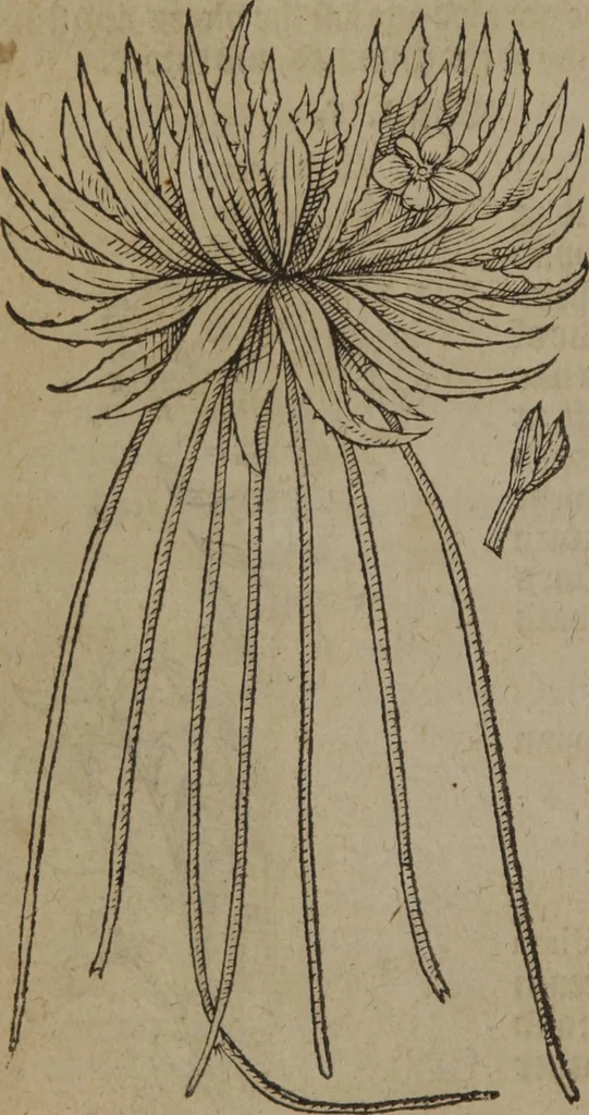 An illustration from A nievve herball, or Historie of plantes : wherein is contayned the whole discourse and perfect description of all sortes of herbes and plantes : their divers & sundry kindes ... and that not onely of those whiche are here growyng in this our countrie of Englande, but of all others also of forrayne realmes commonly used in physicke ; first set foorth in the Doutche or Almaigne tongue, 1578, leaf 169