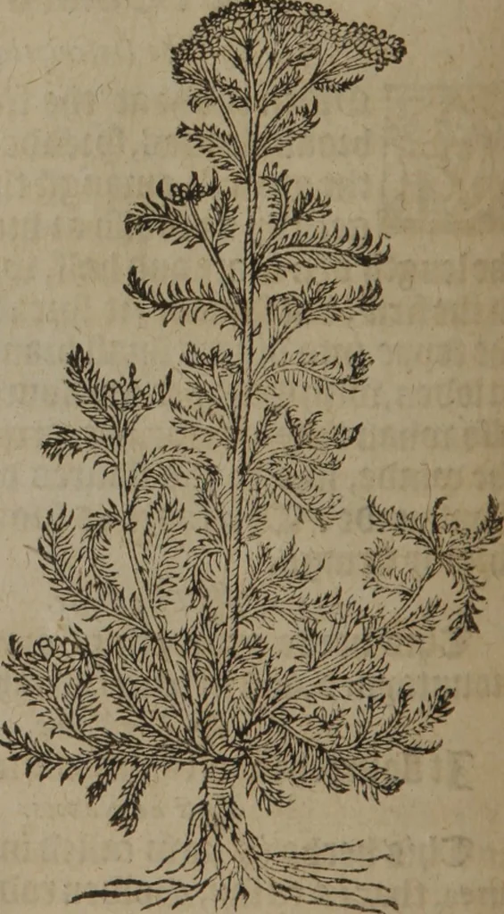 An illustration from A nievve herball, or Historie of plantes : wherein is contayned the whole discourse and perfect description of all sortes of herbes and plantes : their divers & sundry kindes ... and that not onely of those whiche are here growyng in this our countrie of Englande, but of all others also of forrayne realmes commonly used in physicke ; first set foorth in the Doutche or Almaigne tongue, 1578, leaf 169