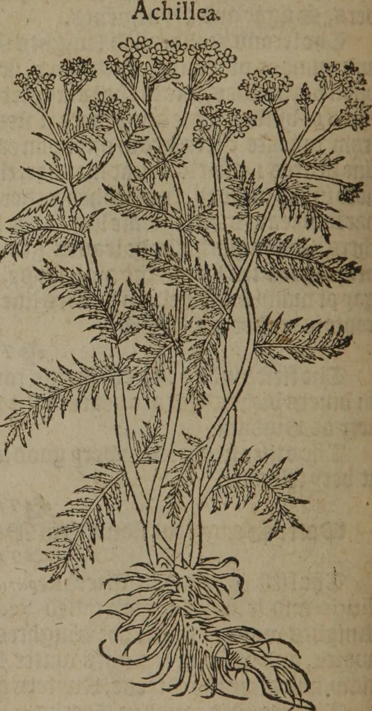 An illustration from A nievve herball, or Historie of plantes : wherein is contayned the whole discourse and perfect description of all sortes of herbes and plantes : their divers & sundry kindes ... and that not onely of those whiche are here growyng in this our countrie of Englande, but of all others also of forrayne realmes commonly used in physicke ; first set foorth in the Doutche or Almaigne tongue, 1578, leaf 171