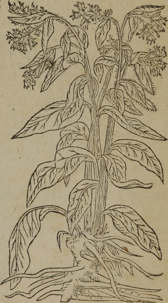 An illustration from A nievve herball, or Historie of plantes : wherein is contayned the whole discourse and perfect description of all sortes of herbes and plantes : their divers & sundry kindes ... and that not onely of those whiche are here growyng in this our countrie of Englande, but of all others also of forrayne realmes commonly used in physicke ; first set foorth in the Doutche or Almaigne tongue, 1578, leaf 172
