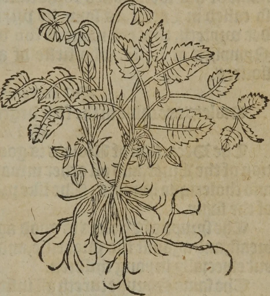 An illustration from A nievve herball, or Historie of plantes : wherein is contayned the whole discourse and perfect description of all sortes of herbes and plantes : their divers & sundry kindes ... and that not onely of those whiche are here growyng in this our countrie of Englande, but of all others also of forrayne realmes commonly used in physicke ; first set foorth in the Doutche or Almaigne tongue, 1578, leaf 174