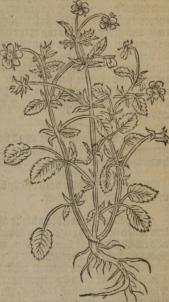 An illustration from A nievve herball, or Historie of plantes : wherein is contayned the whole discourse and perfect description of all sortes of herbes and plantes : their divers & sundry kindes ... and that not onely of those whiche are here growyng in this our countrie of Englande, but of all others also of forrayne realmes commonly used in physicke ; first set foorth in the Doutche or Almaigne tongue, 1578, leaf 176