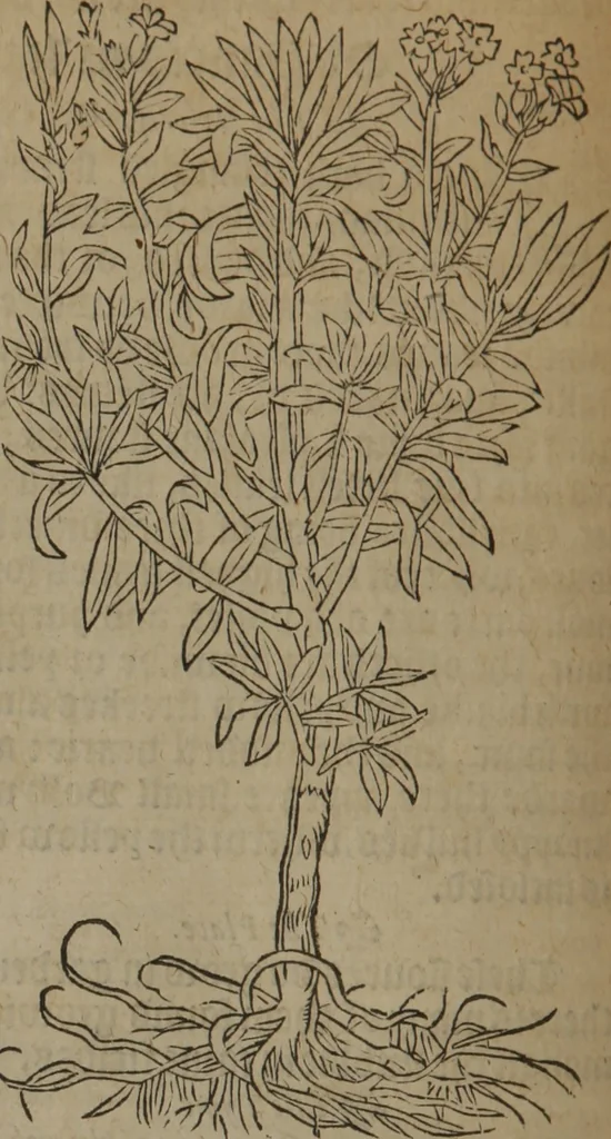 An illustration from A nievve herball, or Historie of plantes : wherein is contayned the whole discourse and perfect description of all sortes of herbes and plantes : their divers & sundry kindes ... and that not onely of those whiche are here growyng in this our countrie of Englande, but of all others also of forrayne realmes commonly used in physicke ; first set foorth in the Doutche or Almaigne tongue, 1578, leaf 177