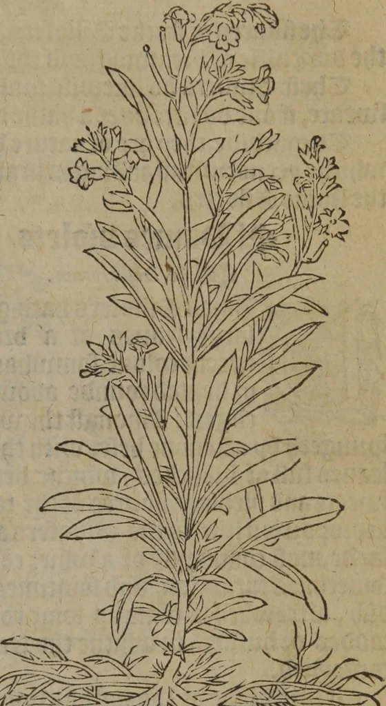 An illustration from A nievve herball, or Historie of plantes : wherein is contayned the whole discourse and perfect description of all sortes of herbes and plantes : their divers & sundry kindes ... and that not onely of those whiche are here growyng in this our countrie of Englande, but of all others also of forrayne realmes commonly used in physicke ; first set foorth in the Doutche or Almaigne tongue, 1578, leaf 178